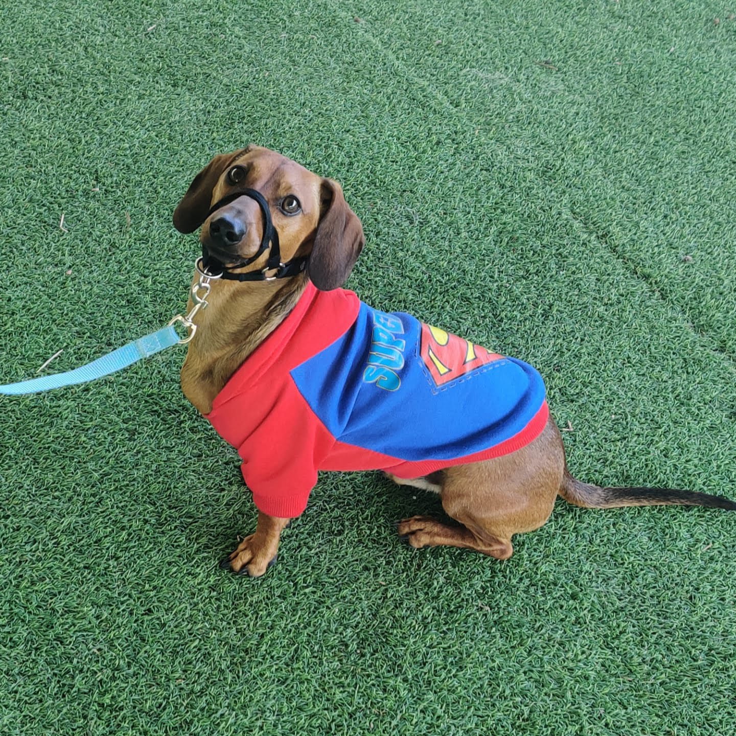 Beginners Guide To Training A Dachshund